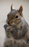 Squirrel Portrait