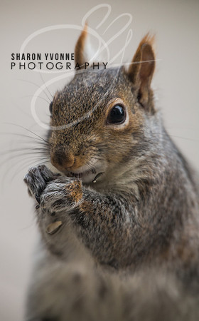 Squirrel Portrait